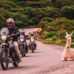 Alquiler de motos para viajes en Argentina | Empresas y consejos Una caravana de motos rentadas en Argentina pasan a un costado de una llama en el Norte del país