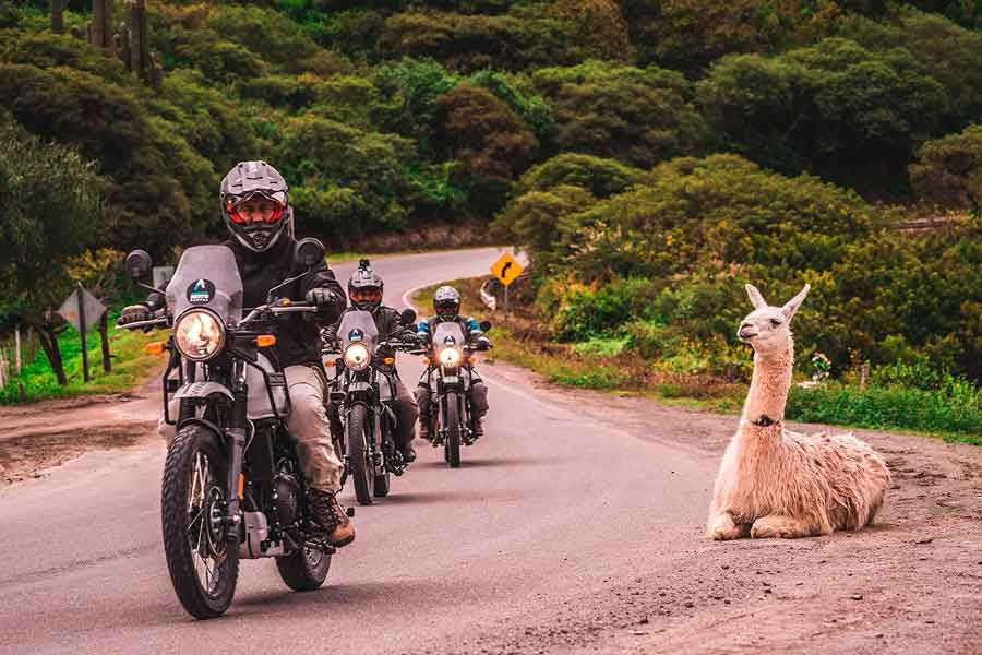 Una caravana de motos rentadas en Argentina pasan a un costado de una llama en el Norte del país
